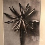 リストランテ カッパス - 