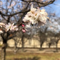 熟成ホルモン・山形牛 炭火焼肉 牛語 - 今頃？大阪城公園の桜！咲いてます