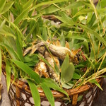 行楽庵 - 琵琶湖の鮎の焼き物（2017/8）