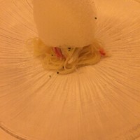 ピアット・スズキ - 