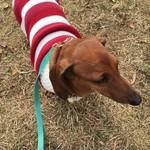 ル・フルティエ - 犬もクリスマス仕様にしてみました！