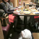 OSTERIA dieci - お隣のトイプーちゃん