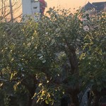 あざみ野うかい亭 - 