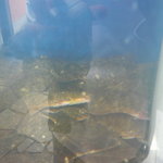 帯刀の庄 - 城下かれいがいっぱい