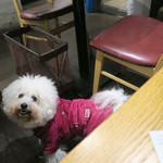 AU GAMIN DE TOKIO table - あなたには頼めないわね