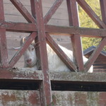 清澄の里 粟 - お店の飼い山羊です(^_^;)