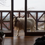 清澄の里 粟 - 13:45頃 ペーター登場1