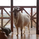 清澄の里 粟 - 13:45頃 ペーター登場2