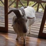 清澄の里 粟 - 13:45頃 ペーター登場3