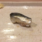 うを徳 - 小肌（握り）