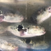 とらふぐ亭 新宿別館 - 