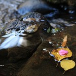 柳生の庄 - 館内の水路