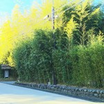 柳生の庄 - 竹林が柳生さんのトレードマーク