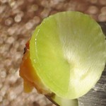 コシモ・プリュス - 蟹 トリュフ 卵黄