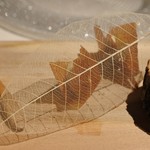 コシモ・プリュス - Amuse