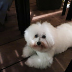 リストランテ ピッツェリア ジャンカルロ トウキョウ - お行儀よく、犬らしく・・