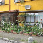 オーガニック七菜 - ガーデニングで緑豊かなお店裏