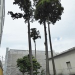 黒龍 石田屋 - 黒龍の敷地内