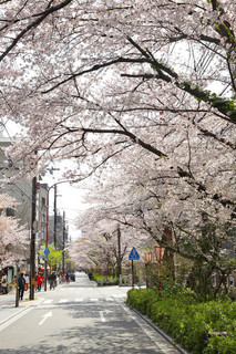 Kyouto Kamogawa Kurabu - 春　京都鴨川倶楽部のある木屋町通は桜並木が美しく有名な通りです