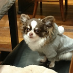 傳 - 20171231。2018年は、戌年です