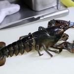 ファイ - 調理されるオマール海老