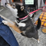 ピッザピッザピッザ - 