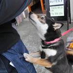 ピッザピッザピッザ - 