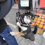 ピッザピッザピッザ - 