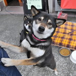 ピッザピッザピッザ - 