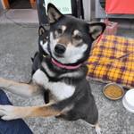 ピッザピッザピッザ - 