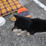 ピッザピッザピッザ - 