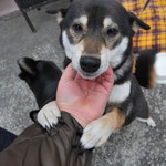 ピッザピッザピッザ - 