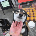 ピッザピッザピッザ - 