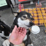 ピッザピッザピッザ - 