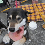 ピッザピッザピッザ - 