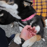 ピッザピッザピッザ - 