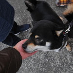 ピッザピッザピッザ - 