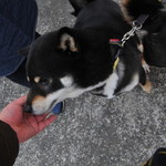 ピッザピッザピッザ - 