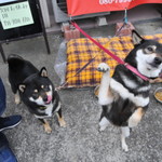 ピッザピッザピッザ - 