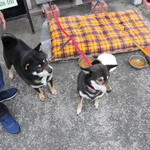 ピッザピッザピッザ - 