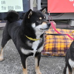 ピッザピッザピッザ - 