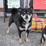 ピッザピッザピッザ - 