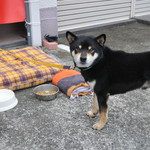 ピッザピッザピッザ - 