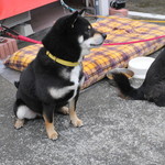 ピッザピッザピッザ - 