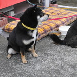 ピッザピッザピッザ - 