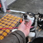 ピッザピッザピッザ - 