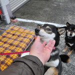 ピッザピッザピッザ - 