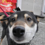 ピッザピッザピッザ - 