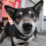 ピッザピッザピッザ - 