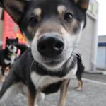 ピッザピッザピッザ - 